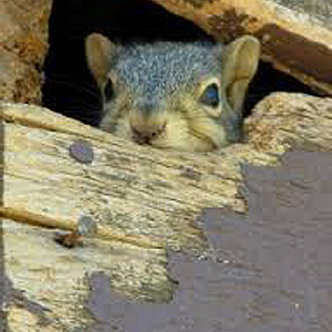 squirrel2